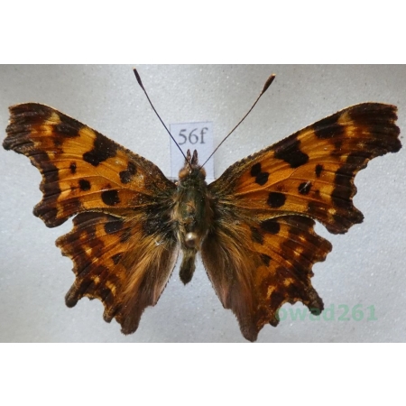 Polygonia c-album (Linnaeus, 1758) Rusałka ceik Czech56f